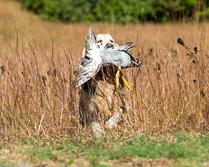 Ghillie Deresienska
