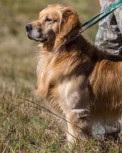 Koda Huss