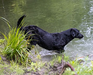 Cane Robichaud