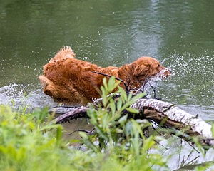 River Amidon