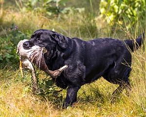 Murphy