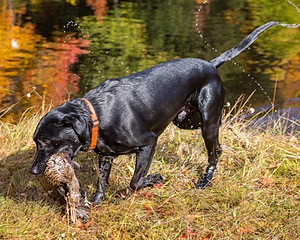 Iowa Pointing Labs Messinger's Kel (Kel)