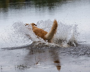 Breeze