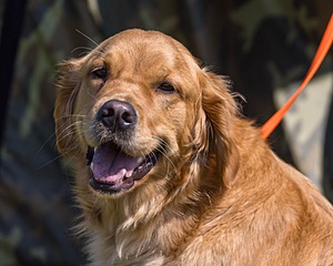 Reba Jones