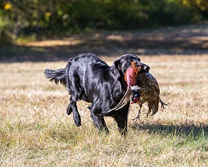 Hunter