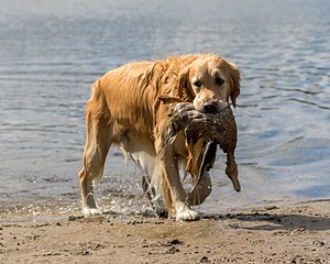 Ghillie Deresienska
