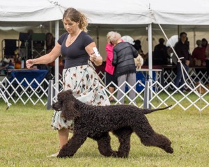 24 - POOLE'S IDE MODERN LOVE CGC (Remi)