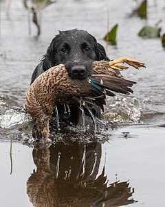 Splash Nettleton-Smilas