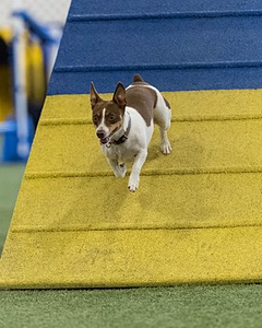 Darla Sciacca