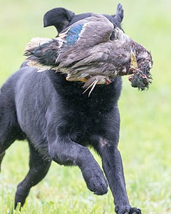 20171008-WCL-0764.jpg