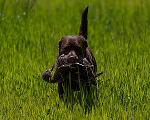 20170604-SEAL-1044.jpg