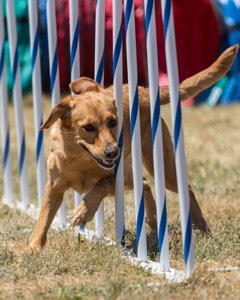 20160618-CCKC-1504.jpg