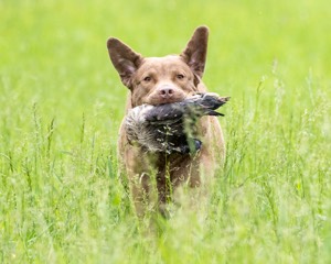 Hunter Law
