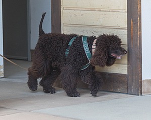 Paddy