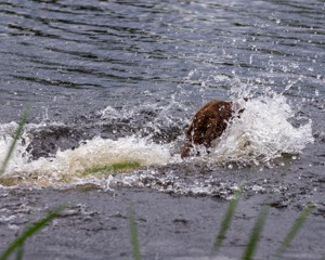 20170603-SHRW-1375.jpg