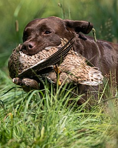 Thelma Foster