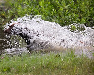 20130713-MHB2-0340.jpg