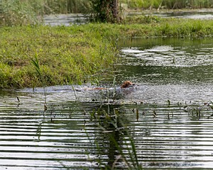 20200809-SHW-0067.jpg