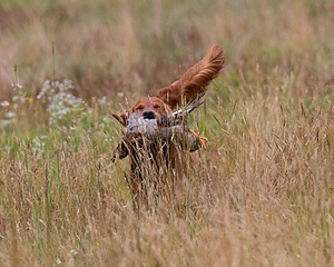 20130713-SHL-0030.jpg