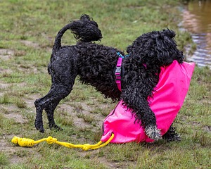 "Mistral" & Tobi-Ann