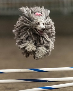 Peetie Sulewski