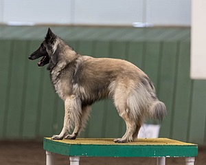 Stella Corriveau
