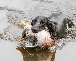 Zuzu McManus