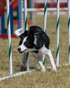 20150614-CCKC-1748.jpg