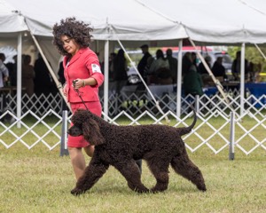 09 - GCH CH POOLE'S IDE DARK KNIGHT RN CGC TKN ATT (Oscar)
