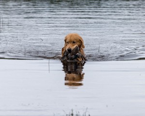 Opie McGee