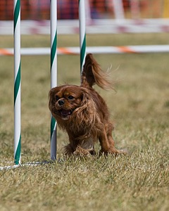 20150614-CCKC-1833.jpg
