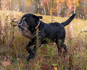 20191013-WCL-0021.jpg