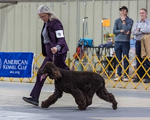 18 - CASTLEHILL'S P.S. BABY I'M A STAR AT DONNYBROOK FDC CA FCAT SWNE
SWA SIAE SEAE TKN ATT FTN (Portia)