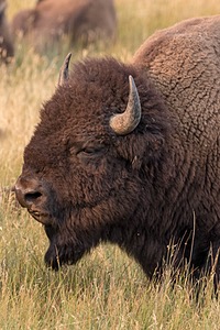 Yellowstone National Park