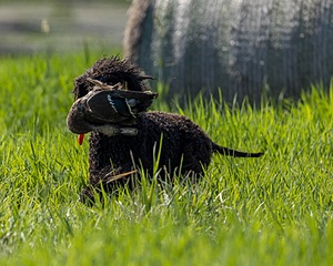 Ghillie Kezer