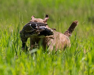 20170604-SEAL-1107.jpg