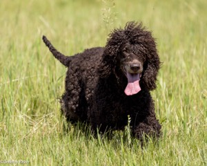 Sybil
