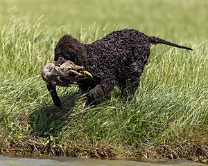 Ghillie