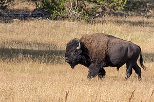 Yellowstone National Park