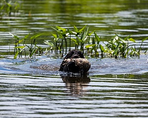 Ghillie
