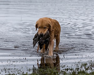 Opie McGee
