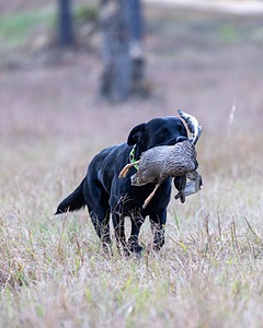Ruger Harrelson