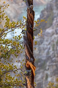 The Grand Canyon of Yellowstone, Yellowstone National Park