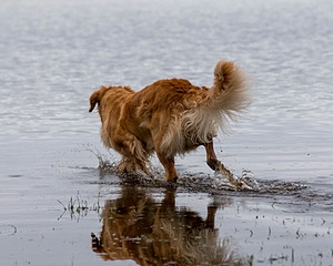 Lila