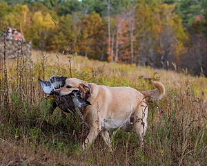 20191013-VetL-0037.jpg
