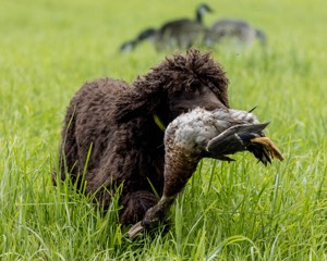Ghillie Kezer