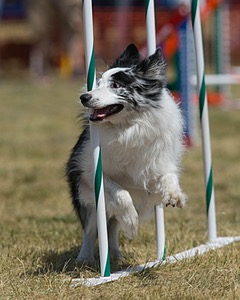 20150614-CCKC-1814.jpg