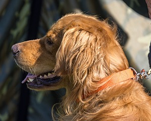 Zing Book