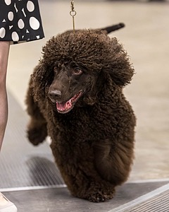 355 - GCH Ildanoch's Party Rock Anthem