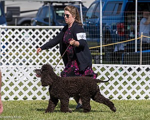 58 - GCH CH Flintcrest Firing Cupid's Arrow
